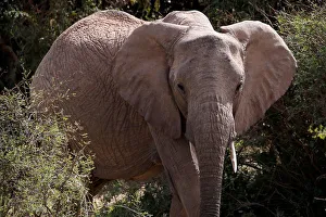 An elephant walks through the bush at the Mpala Research Centre in Laikipia County An elephant walks through the bush at the Mpala Research Centre in Laikipia County