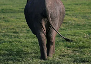 An elephant walks at Kaudulla national park in Habarana An elephant walks at Kaudulla national park in Habarana