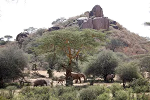 Elephants graze at the Mpala Research Centre in Laikipia County Elephants graze at the Mpala Research Centre in Laikipia County