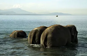 Elephants of the Swiss national circus Knie enter Lake Leman during an organised bathing Elephants of the Swiss national circus Knie enter Lake Leman during an organised bathing