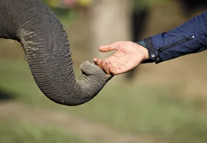 An elephants trunk touches a visitors hand in search of food at Sauraha in Chitwan An elephants trunk touches a visitors hand in search of food at Sauraha in Chitwan