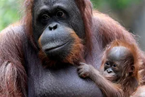 An eleven-day-old baby male Bornean orangutan is held by his mother Suli at Bioparc An eleven-day-old baby male Bornean orangutan is held by his mother Suli at Bioparc