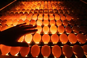 Images Dated 23rd February 2006: An employee of a poultry farm examines chicken eggs in Volnay in western France
