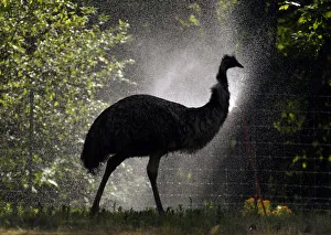 An emu walks thru a mist of water set up to cool animals at the Franklin Park Zoo during An emu walks thru a mist of water set up to cool animals at the Franklin Park Zoo during