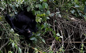 An endangered baby high mountain gorilla from the Sabyinyo family plays inside the forest An endangered baby high mountain gorilla from the Sabyinyo family plays inside the forest