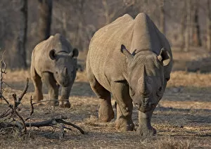 Black Rhinoceros Collection: An endangered east African black rhino and her young one walk in Tanzanias Serengeti