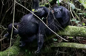 Endangered high mountain gorillas from Sabyinyo family react as they play inside the