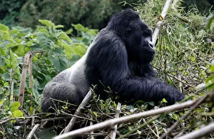 An endangered silverback high mountain gorilla from Sabyinyo family walks inside a forest