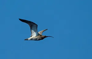 The Eurasian curlew flies near the village of Telekhany The Eurasian curlew flies near the village of Telekhany