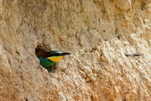 A European bee-eater looks out from its nest near the village of Alekseevka A European bee-eater looks out from its nest near the village of Alekseevka