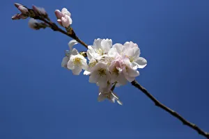 The famed cherry trees blossom along the Tidal Basin in Washington The famed cherry trees blossom along the Tidal Basin in Washington
