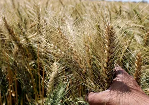 A farmer grips his wheat crop before harvesting it in a field in the Beheira governorate A farmer grips his wheat crop before harvesting it in a field in the Beheira governorate