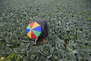 A farmer harvests broccoli in the town of al-Ansariyeh south of Sidon A farmer harvests broccoli in the town of al-Ansariyeh south of Sidon