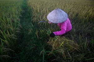 A farmer harvests rice on a rice paddy field outside Hanoi A farmer harvests rice on a rice paddy field outside Hanoi