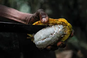 A farmer opens a cocoa pod at a cocoa farm in Azaguie A farmer opens a cocoa pod at a cocoa farm in Azaguie