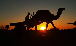 Farmer rides his camel after finishing his days work near Bikaner Farmer rides his camel after finishing his days work near Bikaner