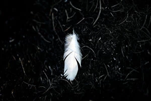 Power Of Nature Gallery: A feather is pictured in a burnt area where Palestinians have been causing blazes by