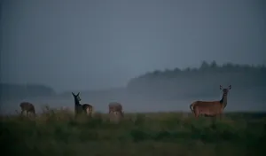 Female deers are seen in a field in Republican landscape reserve Nalibokski near Female deers are seen in a field in Republican landscape reserve Nalibokski near