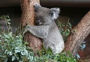 Koala Gallery: Female koala bear Maisy sleeps as it is shown to the public for the first time at the zoo