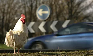 Feral chicken is seen at what is known locally as Chicken Roundabout in Ditchingham Feral chicken is seen at what is known locally as Chicken Roundabout in Ditchingham
