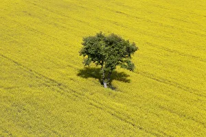 A field of colza with its yellow flowers surrounds a tree near Janneyrias A field of colza with its yellow flowers surrounds a tree near Janneyrias