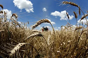 Images Dated 25th August 2014: A field of wheat is seen during harvest in Orezu