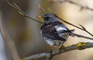 Fieldfare sits on a tree branch near the village of Telekhany Fieldfare sits on a tree branch near the village of Telekhany