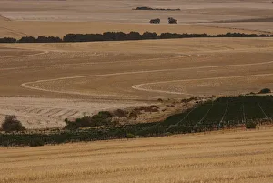 Fields of harvested wheat are seen near Cape Town Fields of harvested wheat are seen near Cape Town