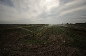 Fields of lettuce are irrigated near Cape Town Fields of lettuce are irrigated near Cape Town