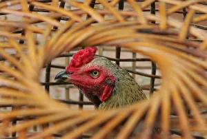 Fighting rooster stands in a cage in a farm in Ayutthaya province Fighting rooster stands in a cage in a farm in Ayutthaya province