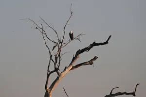 A fish eagle sits above waters flowing into the Okavango Delta A fish eagle sits above waters flowing into the Okavango Delta