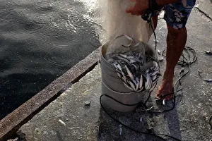 A fisherman fills a bucket with freshly caught sardines in Naiguata A fisherman fills a bucket with freshly caught sardines in Naiguata