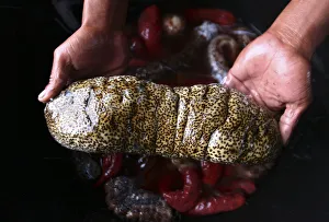 A fisherman holds a sea cucumber at Sinabang district in Simeulue Island A fisherman holds a sea cucumber at Sinabang district in Simeulue Island