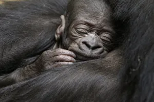 A five-day-old gorilla sleeps in the arms of its ten-year-old mother N'Yokumi at an A five-day-old gorilla sleeps in the arms of its ten-year-old mother N'Yokumi at an