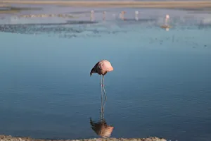 A flamingo bird is seen at Chaxa Lagoon on the Atacama Salt Flat in the Atacama Desert A flamingo bird is seen at Chaxa Lagoon on the Atacama Salt Flat in the Atacama Desert