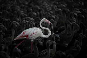 A flamingo and flamingo chicks are seen in a corral before being tagged at dawn at A flamingo and flamingo chicks are seen in a corral before being tagged at dawn at