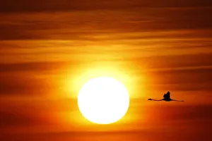 A flamingo flies during sunrise at the Fuente de Piedra natural reserve, near Malaga A flamingo flies during sunrise at the Fuente de Piedra natural reserve, near Malaga