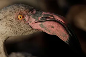A flamingo is seen in a corral before being fitted with an identity ring at a lagoon in A flamingo is seen in a corral before being fitted with an identity ring at a lagoon in