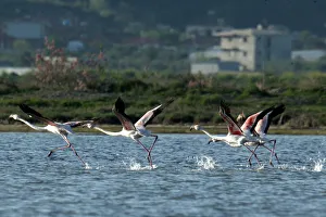 Flamingos (Phoenicopterus roseus) are pictured in the Divjake-Karavasta lagoon National Flamingos (Phoenicopterus roseus) are pictured in the Divjake-Karavasta lagoon National