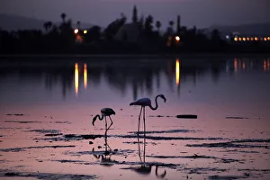 Flamingos are seen in Larnaka Salt Lake in front of the Hala Sultan Tekke in Larnaca Flamingos are seen in Larnaka Salt Lake in front of the Hala Sultan Tekke in Larnaca