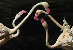 Flamingos are seen in a nature reserve park in Panyu district south of Guangzhou Flamingos are seen in a nature reserve park in Panyu district south of Guangzhou