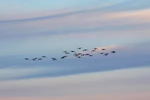 A flock of Canda geese fly at dusk over the Piermont Marsh along the Hudson River in Piermont A flock of Canda geese fly at dusk over the Piermont Marsh along the Hudson River in Piermont