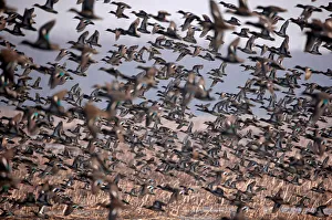 A flock of Common Teal fly across a wetland on a winter day on the outskirts of Srinagar A flock of Common Teal fly across a wetland on a winter day on the outskirts of Srinagar