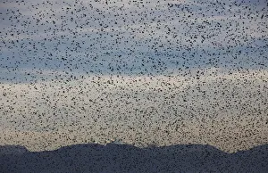 A flock of starling flies over vineyards inTartegnin near Geneva A flock of starling flies over vineyards inTartegnin near Geneva