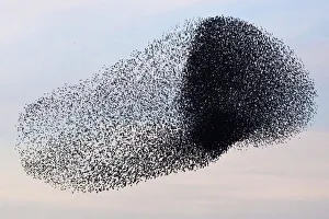 A flock of starlings fly over an agricultural field near the southern Israeli city of A flock of starlings fly over an agricultural field near the southern Israeli city of