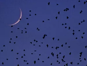 Images Dated 29th November 2000: A FLOCK OF STARLINGS HOVERS ABOVE ROME