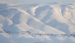 Wild Turkey Gallery: Flock of wild ducks flies in front of Sredna Gora mountain in southern Bulgaria