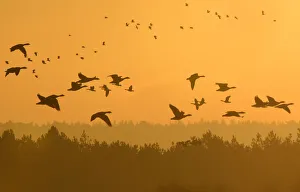 Flocks of geese fly at dawn along the coastline of The Wash near Snettisham in east Flocks of geese fly at dawn along the coastline of The Wash near Snettisham in east