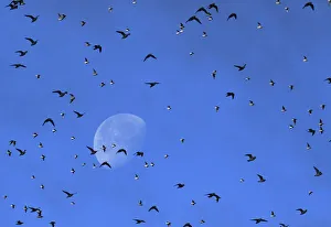 Flocks of wading and sea birds pass in front of the moon as they fly over the coastline Flocks of wading and sea birds pass in front of the moon as they fly over the coastline