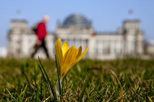 A flower blossoms near Reichstag on sunny spring day in Berlin A flower blossoms near Reichstag on sunny spring day in Berlin
